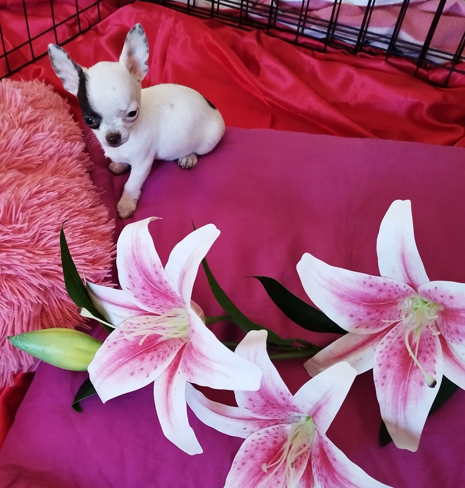 Chihuahua mini piesek