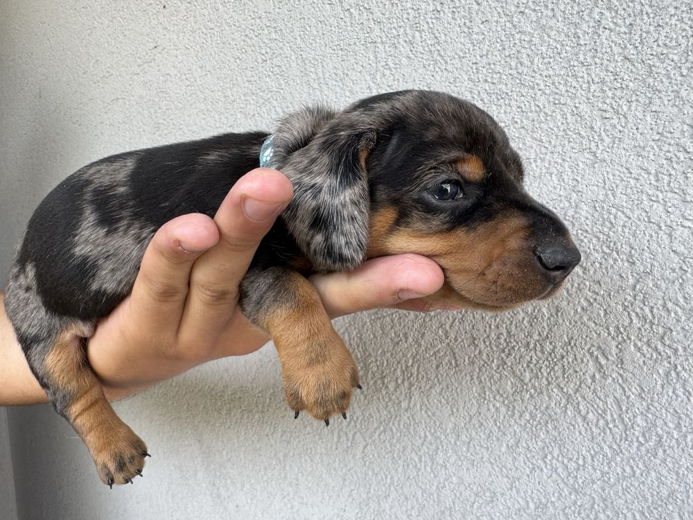 Teckel Blue Merle standard com LOP!