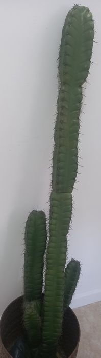 Cato/ cato decorativo/ cato artificial