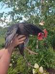 Sprzedam młodego koguta Australorp niebieski 17 tygodni