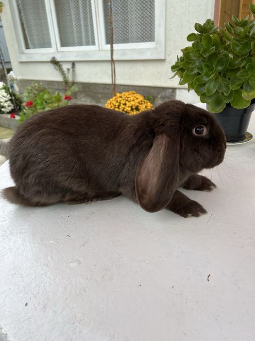 Кролиця порода Баран