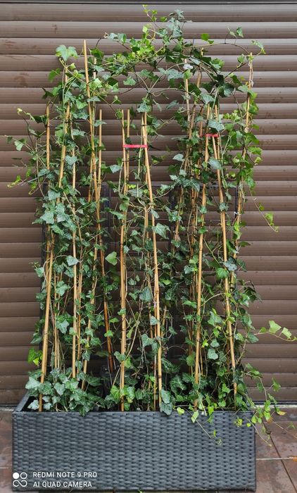 Żywopłot duży bluszcz Hedera Helix 160cm-200cm