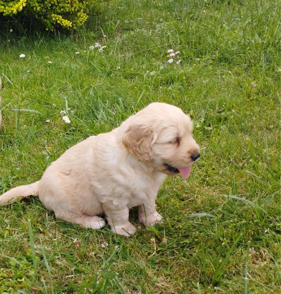 Golden Retriever