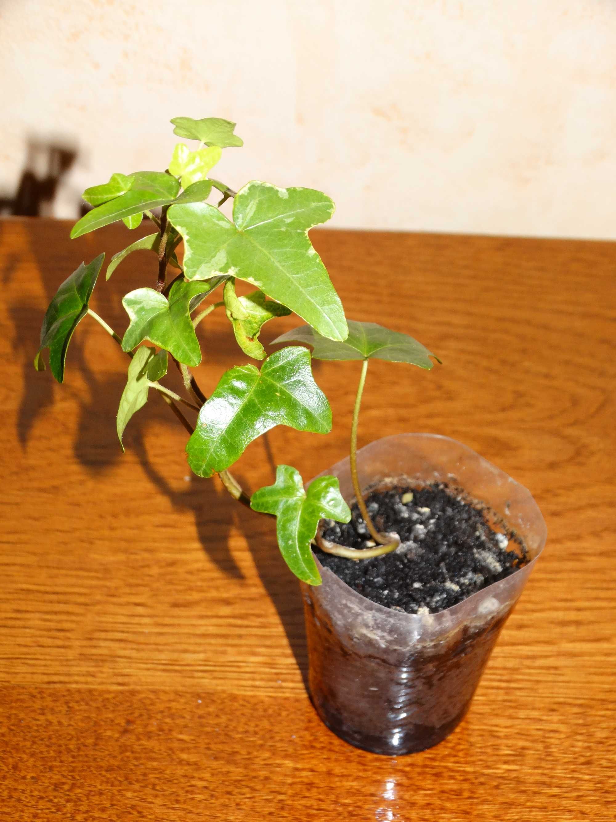 Плющ канарський Hedera canariensis