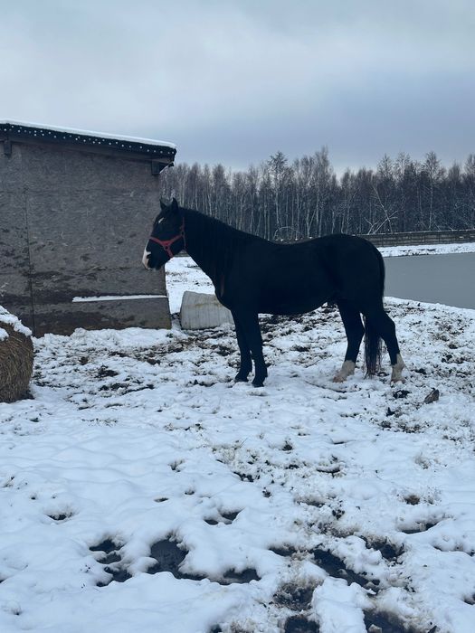 NA SPRZEDAŻ: kary koń śląski – 5-letni,