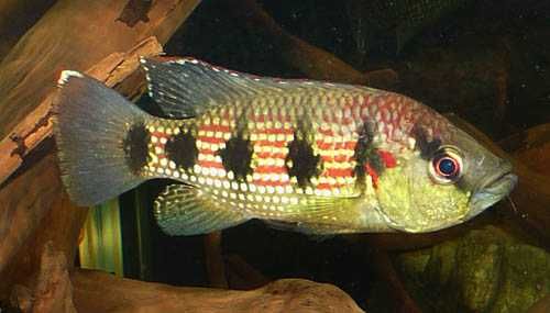 Hemichromis Elenogatus  pielęgnica  afrykańska czerwieniak 12cm