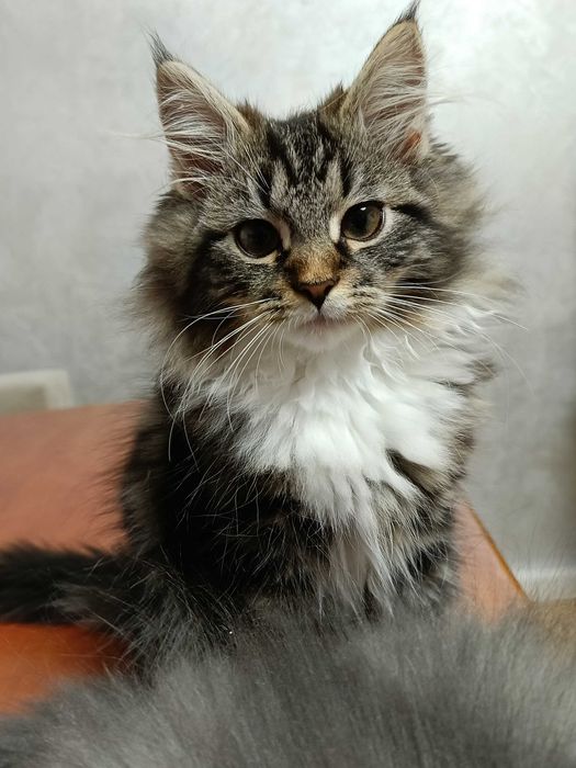 Urocza koteczka Syberyjska