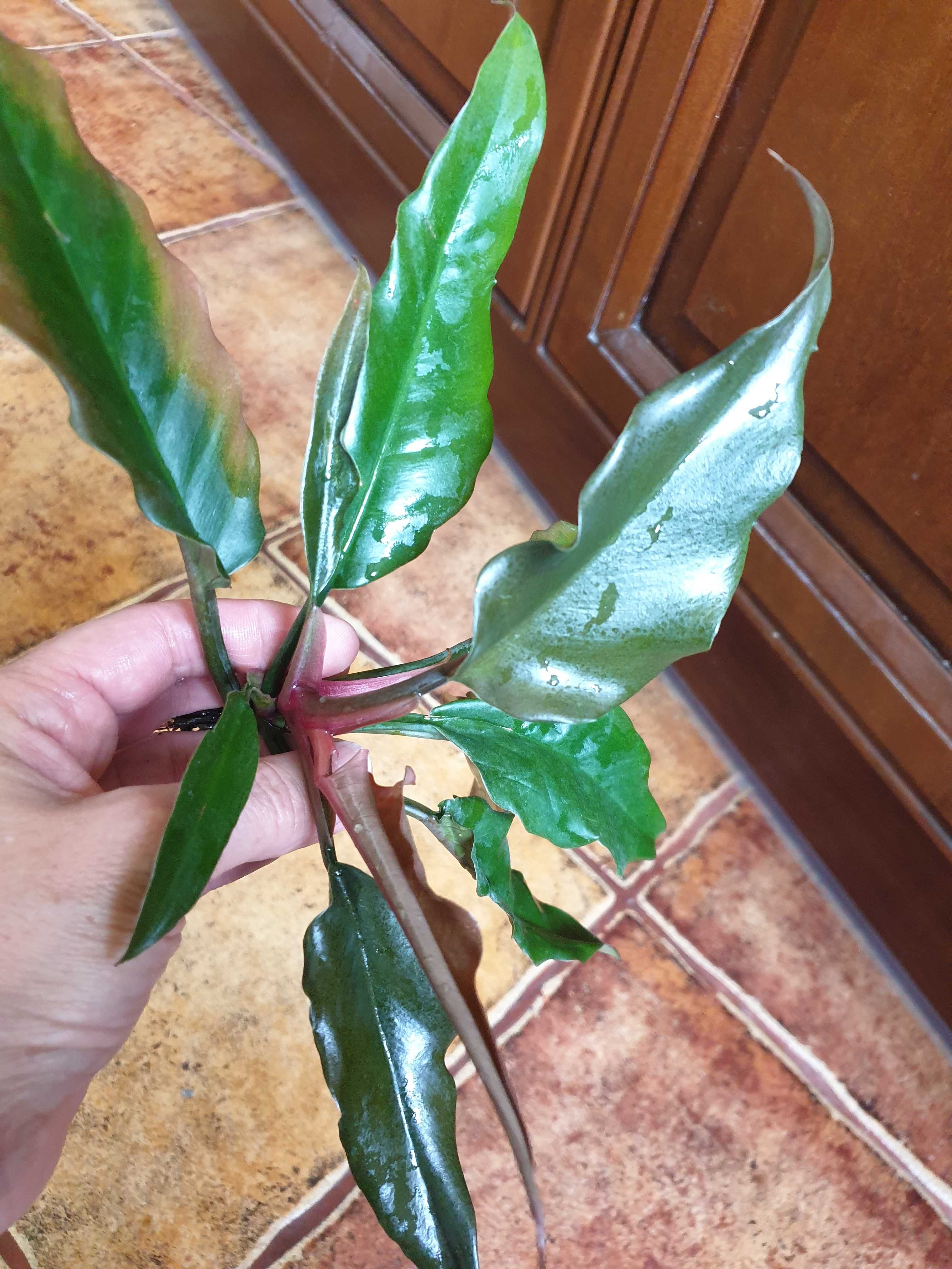 Philodendron Pluto