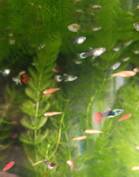 Рыбки гуппи живородящие продам