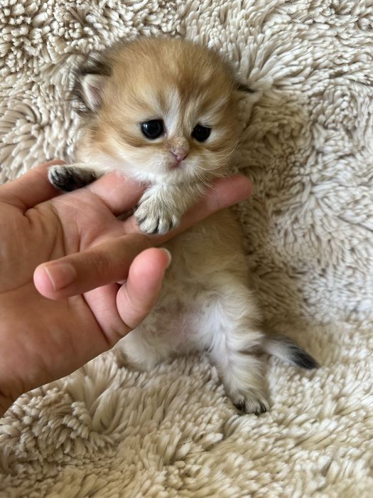 Шотландські кошенята
