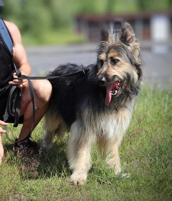 duży, młody, przyjazny dla ludzi pies czeka na dom