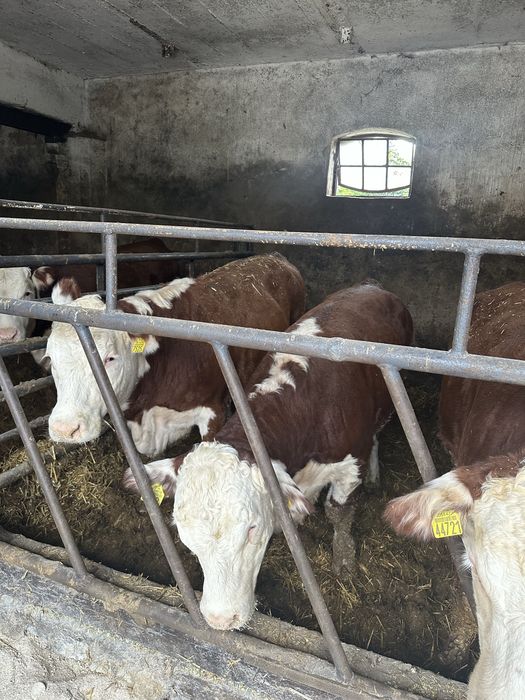 Sprzedam  jałóweki hereford odsadki