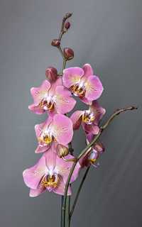 Орхидеи. Фаленопсисы