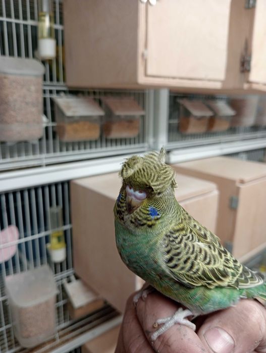 Piriquitos Black face 2025