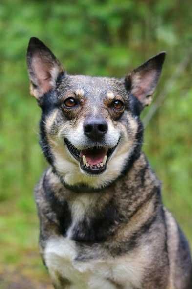 Gwara to niezwykła sunia - spokojna,delikatna i bardzo wdzięczna