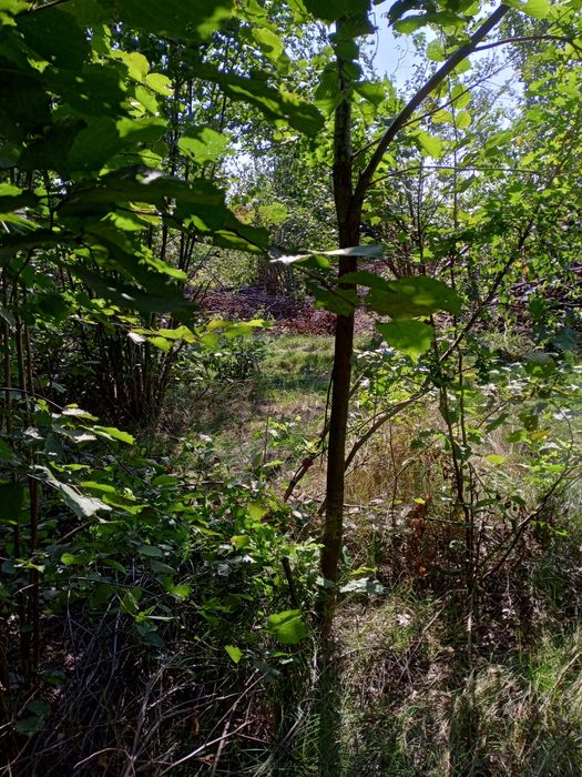 Opał drzewo gałęziówka