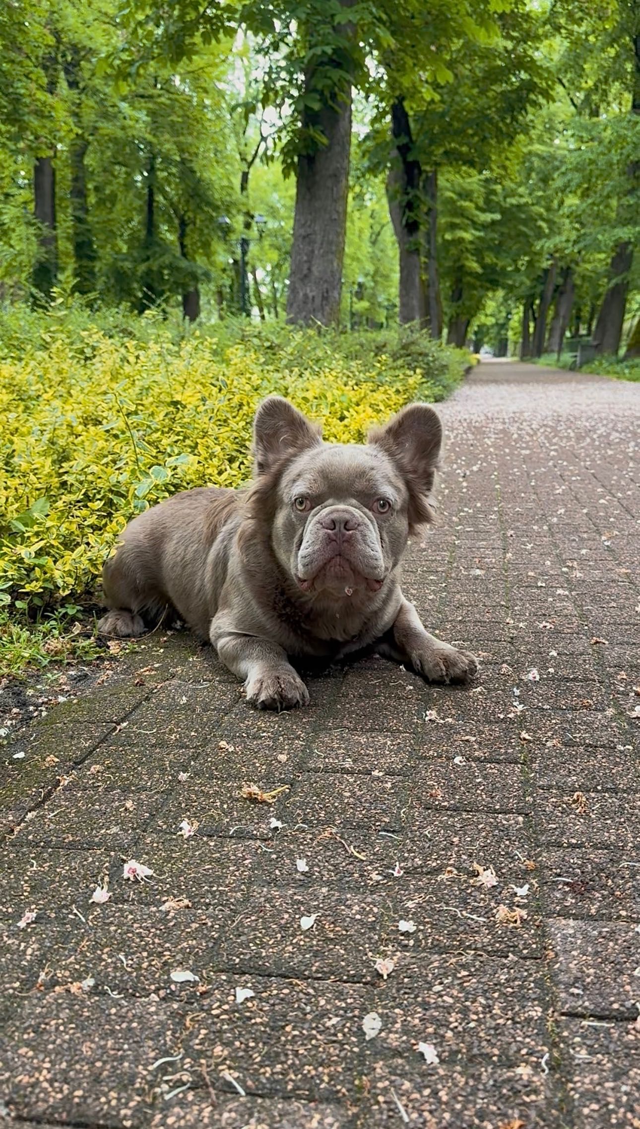 Buldog Francuski chłopak fluffy new shade Isabella