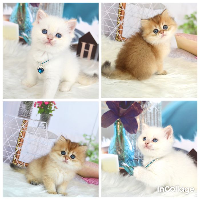 Британские котята золотая шиншилла /британська золота шиншила