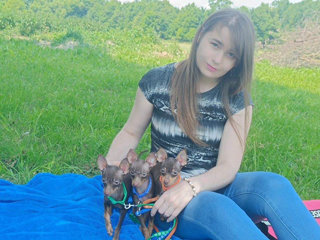 Rosyjski Toy z dokumentami FCI