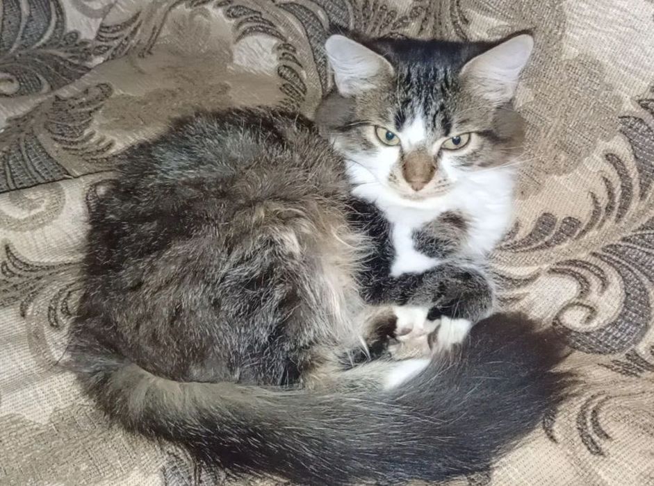 Красавчик котёнок, мальчик, июнь