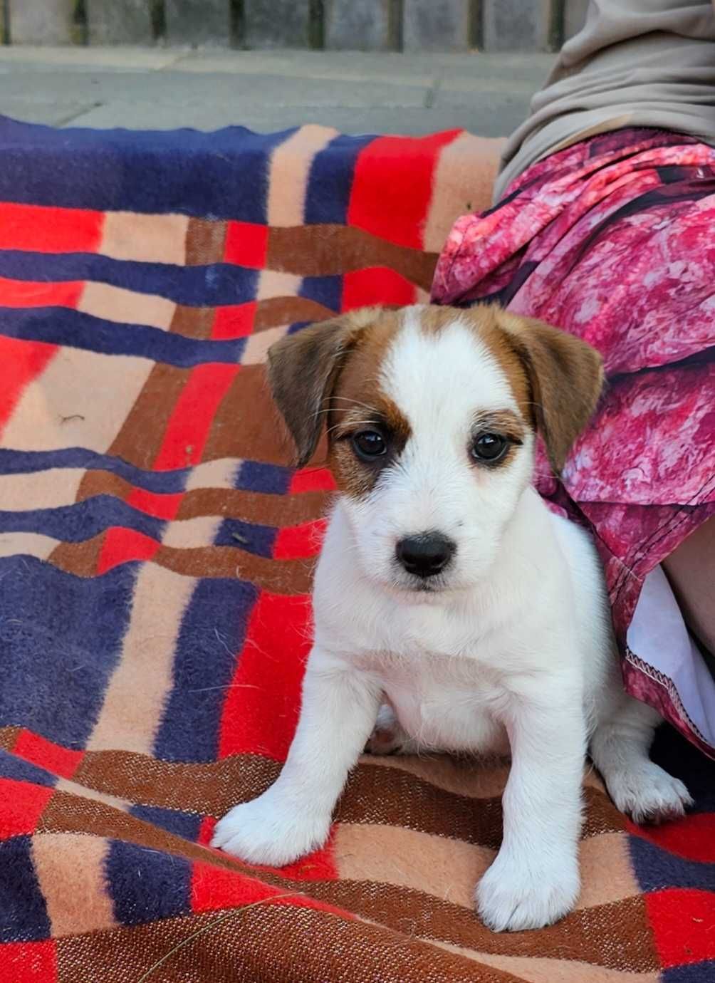 Jack Russell Terrier FCI ZKwP piesek  szczenię po champion