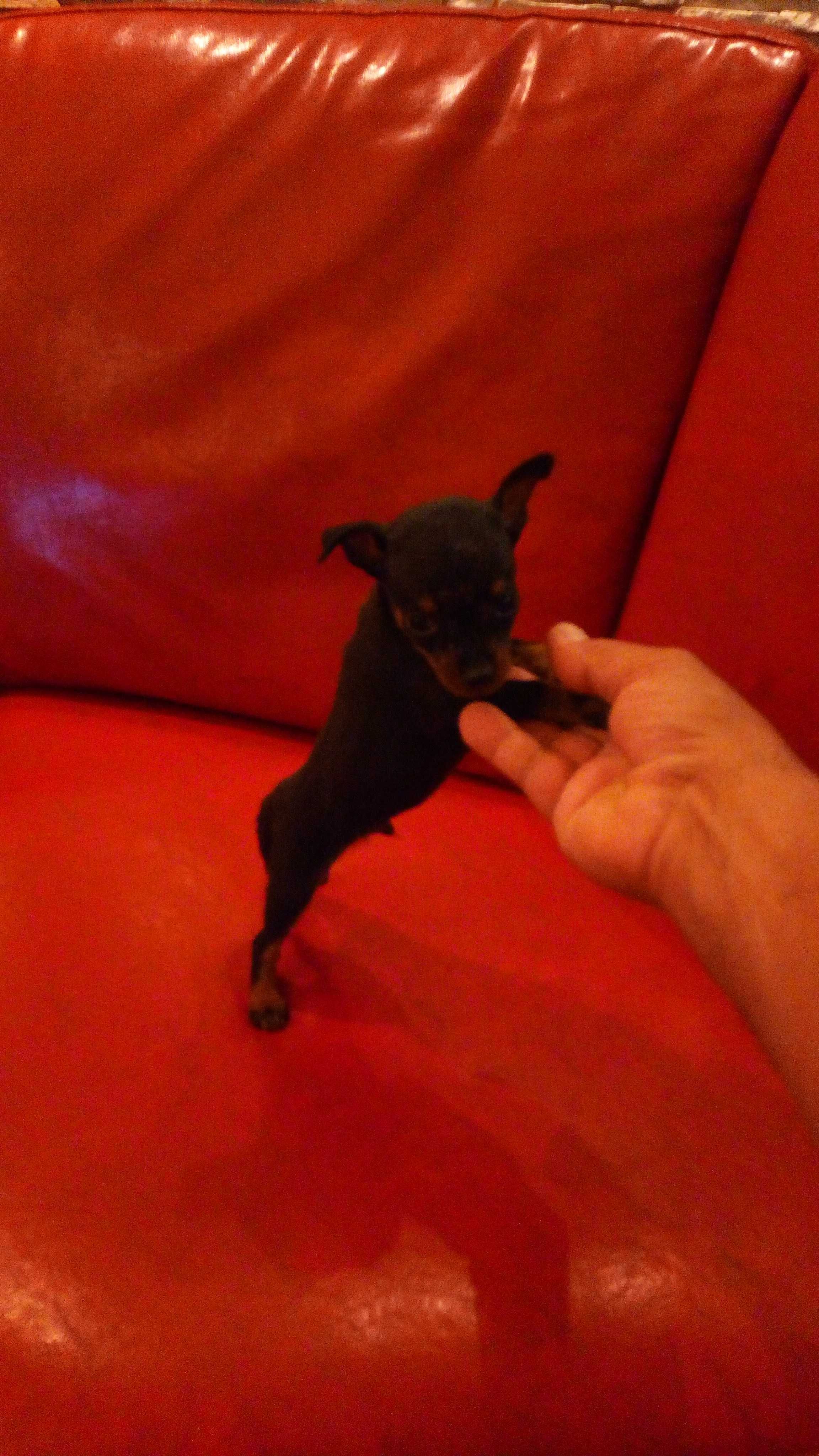 Pinscher super super miniatura macho oportunidade única.