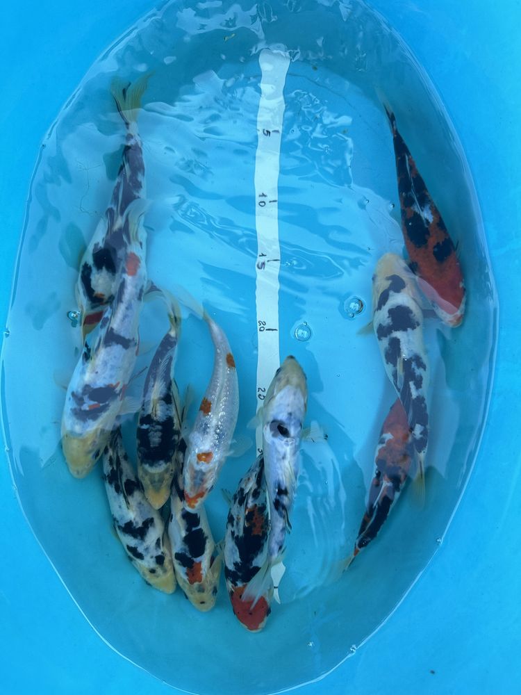 Карп Кои (koi, coopens, hikari, tetra, sera) коі риба пруд, озеро