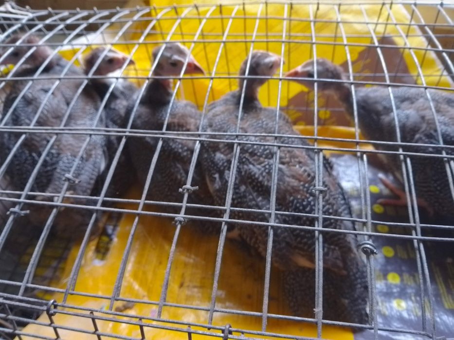 В наявності є Цесарята 2 місяців та 2,5 місяців.