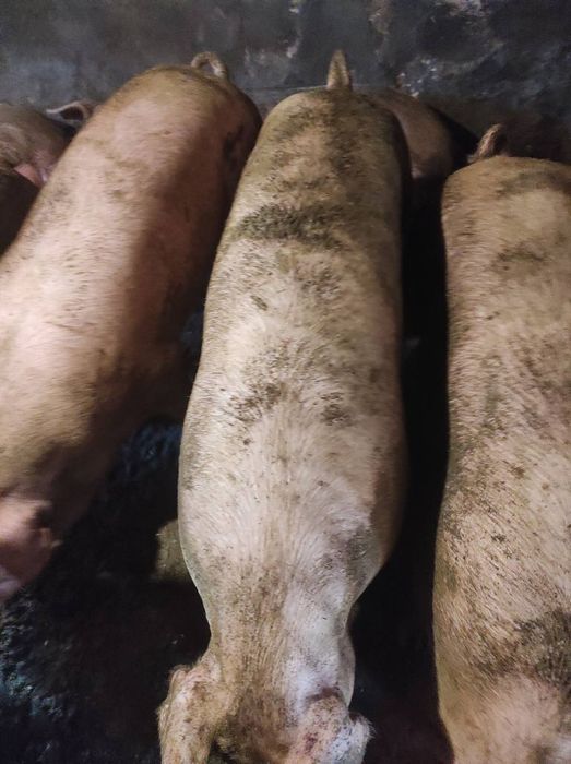 Свині живою вагою