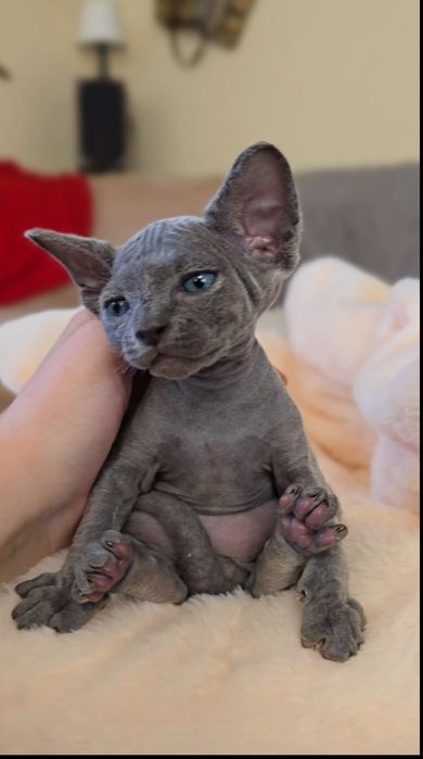 Niebieski Kot sfinks.Przepiekny kocurek z niebieskimi oczkami