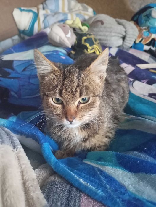 Котики Кицьочки по 2 роки