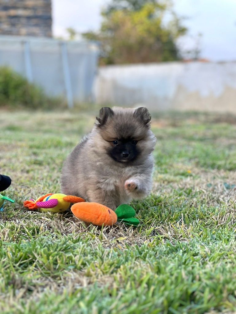 Lulu da Pomerânia menino Miniatura