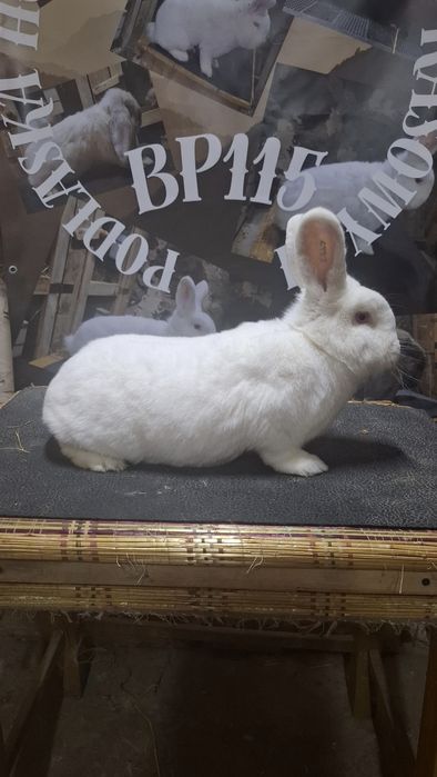 Likwidacja hodowli nowozelandzkich bialych