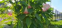 Datura brugmansja anielskie traby