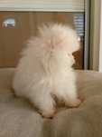 szpic miniaturowy pomeranian miski