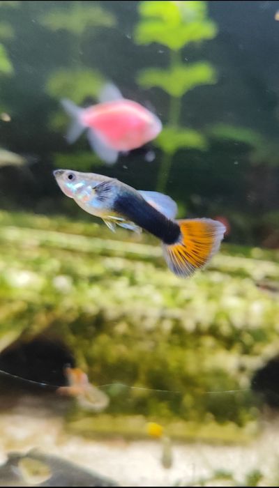 Młode gupiki - rybki akwariowe