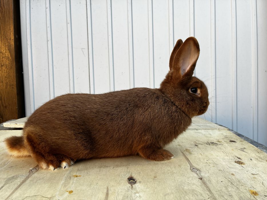 Nowozelandzki czerwony samica!!