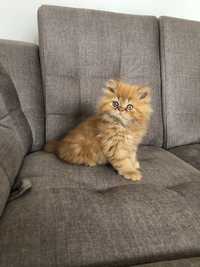 Rudo-biszkoptowy kotek perski Fifi