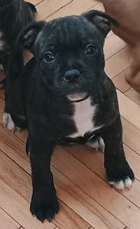 Staffordshire Bull terrier, staffik, stafik szczeniak