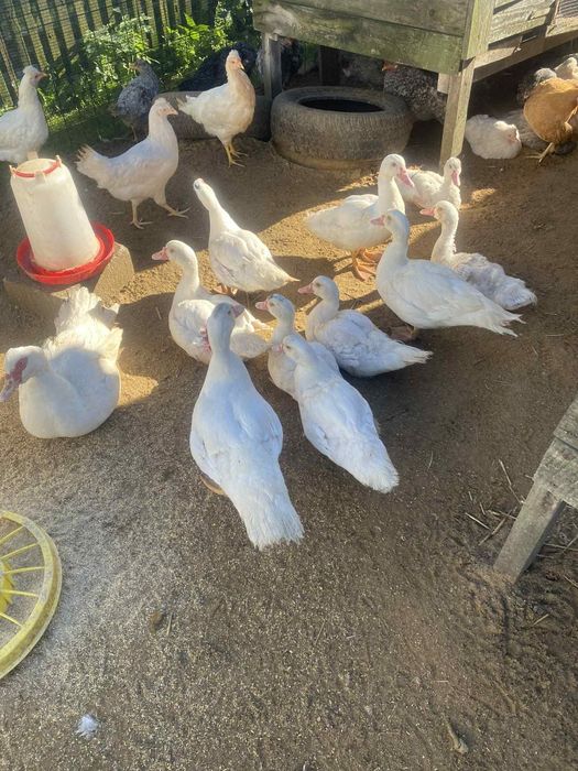 Kaczki francuskie