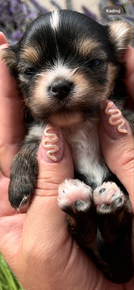 Suczka Miniaturka XXS Jaśniutka Yorkshire Terrier