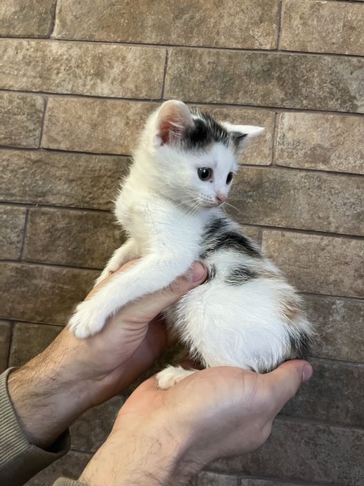 Віддам котиків в добрі руки