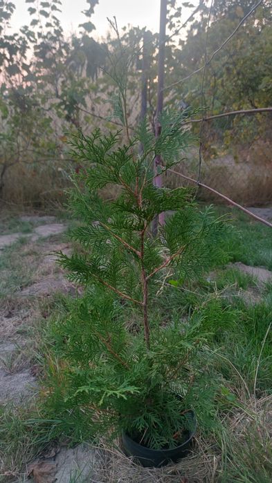 Tuja, Thuja, żywotnik, sadzonka