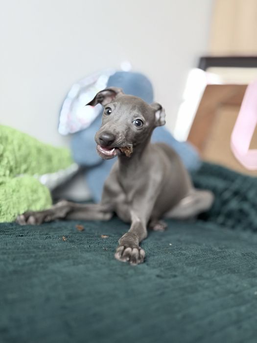 Charcik włoski, chłopczyk, ZKwP (FCI)