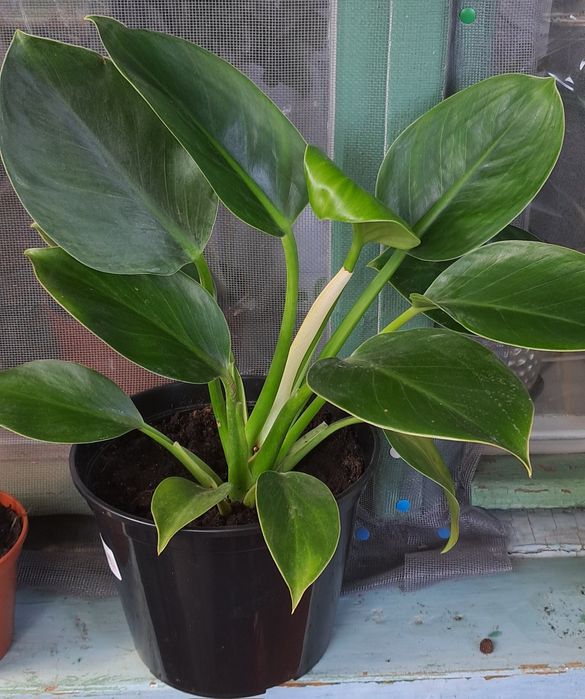 Рослина Філодендрон Green Princess