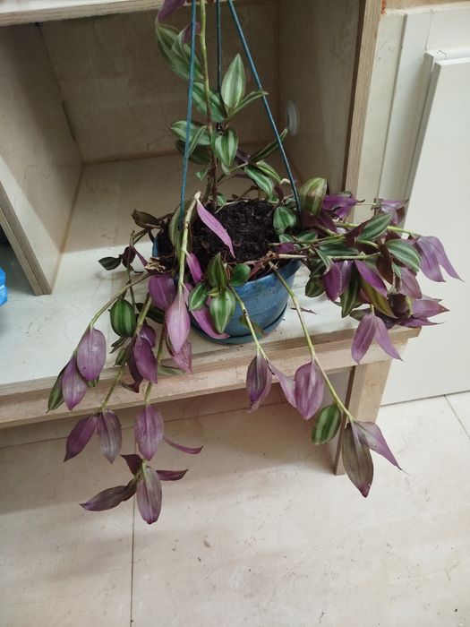 Planta natural Tradescantia zebrina,