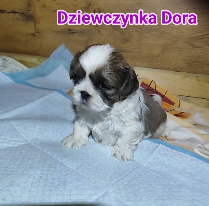 Shih tzu rezerwacji