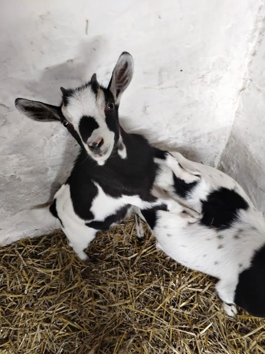 Sprzedam kozę kuzke