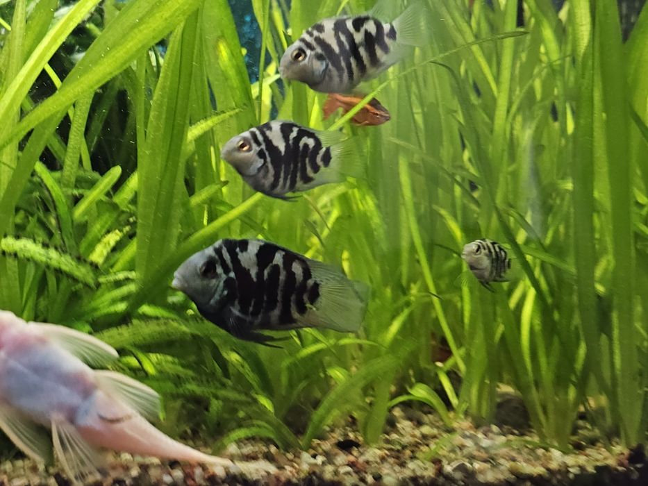 Pielegnica papuzia blue tiger młode.