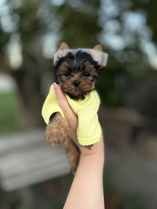 Міні йорки – пухнасті малюки для душі